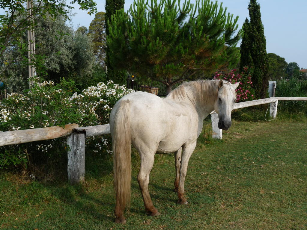 Bergerie D'Alivon En Camargue Bed and Breakfast Albaron Eksteriør billede